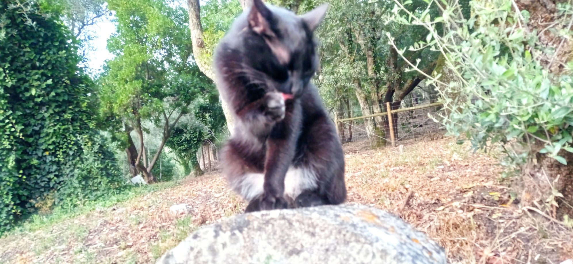 Gato para adopção