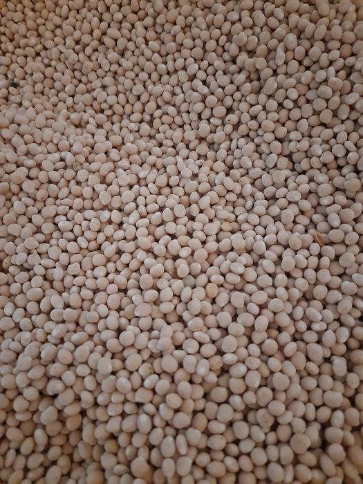 łubin wąskolistny biały gorzki oskar, niebieski karo