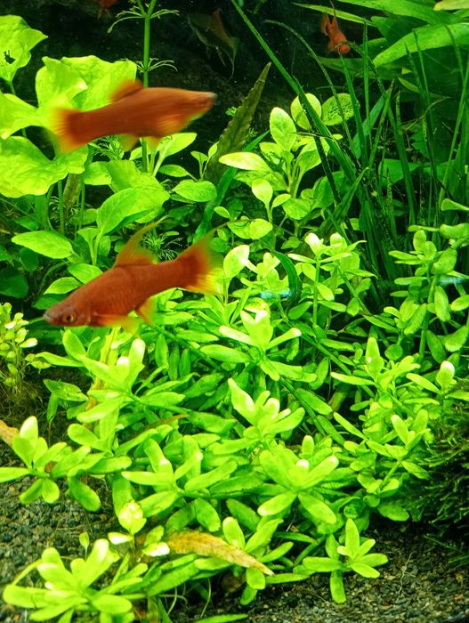Hedyotis Salzmanii