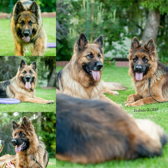 Owczarek Niemiecki Długowłosy - szczenię umaszczenie CZARNE