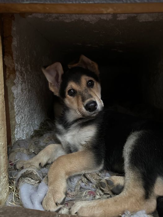 Щенята безкоштовно