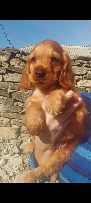 Залишилася шикарна дівчинка