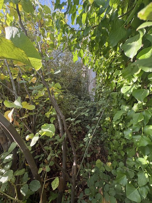 Limpezas de terrenos