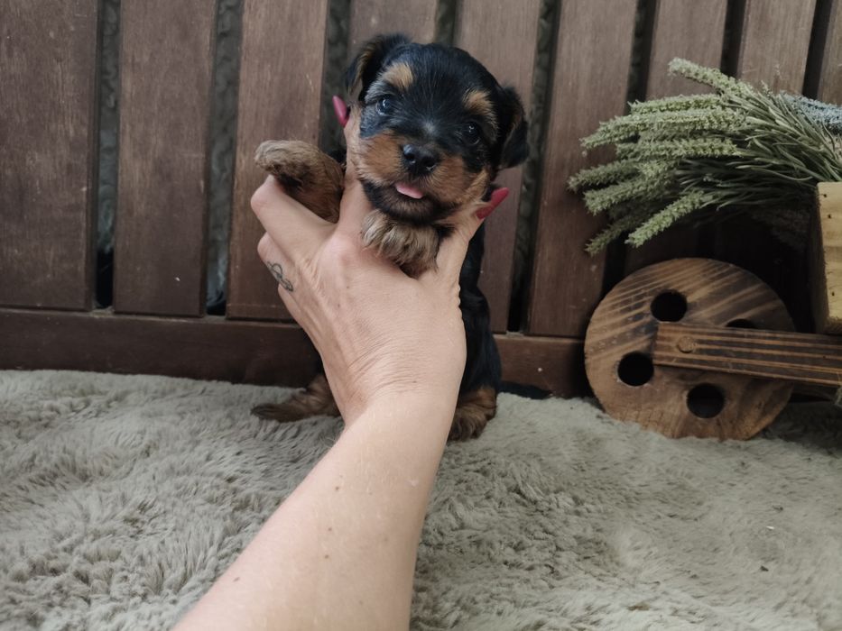 Yorkshire Terrier machinho