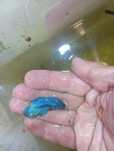 Betta Royal blue