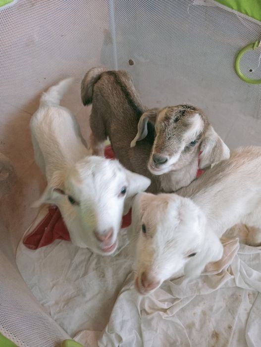 Козлик заано- нубиец,на племя