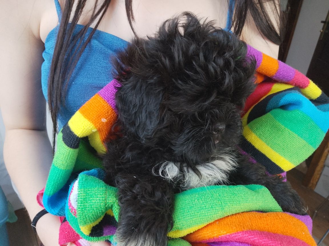 Piesek Shihpoo Shihtzu Pudel Toy