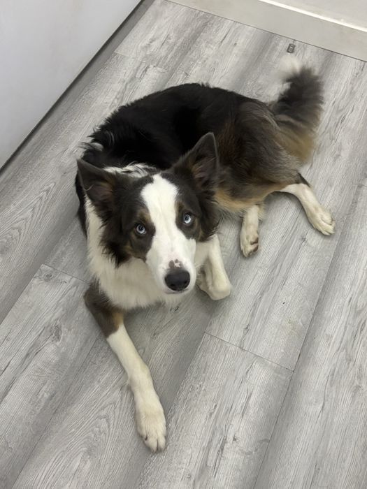 Border Collie - Adoção Responsável