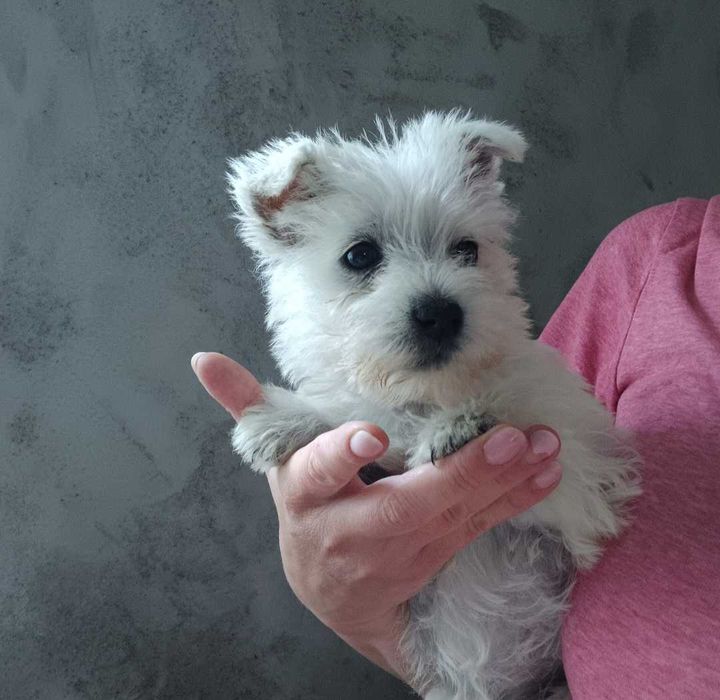 West white highland terrier suczka