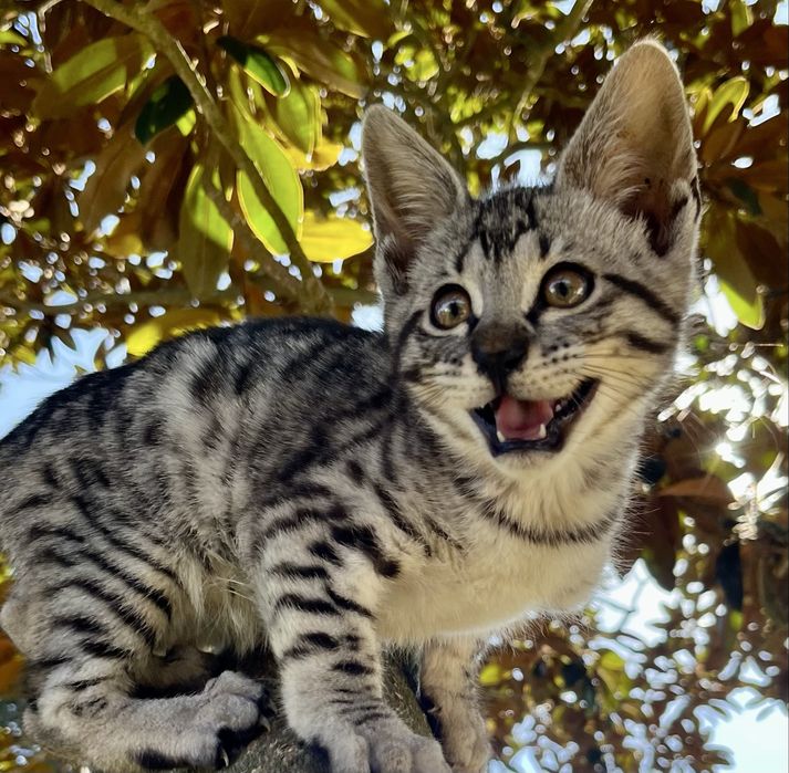 Gato exótico de raça Savannah