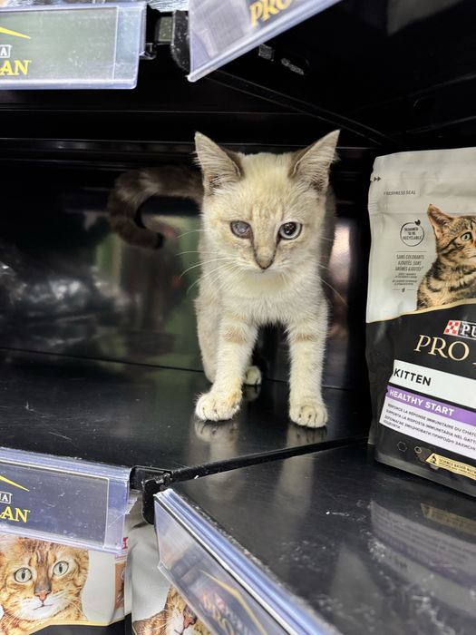 Кішечка  в пошуках сімї