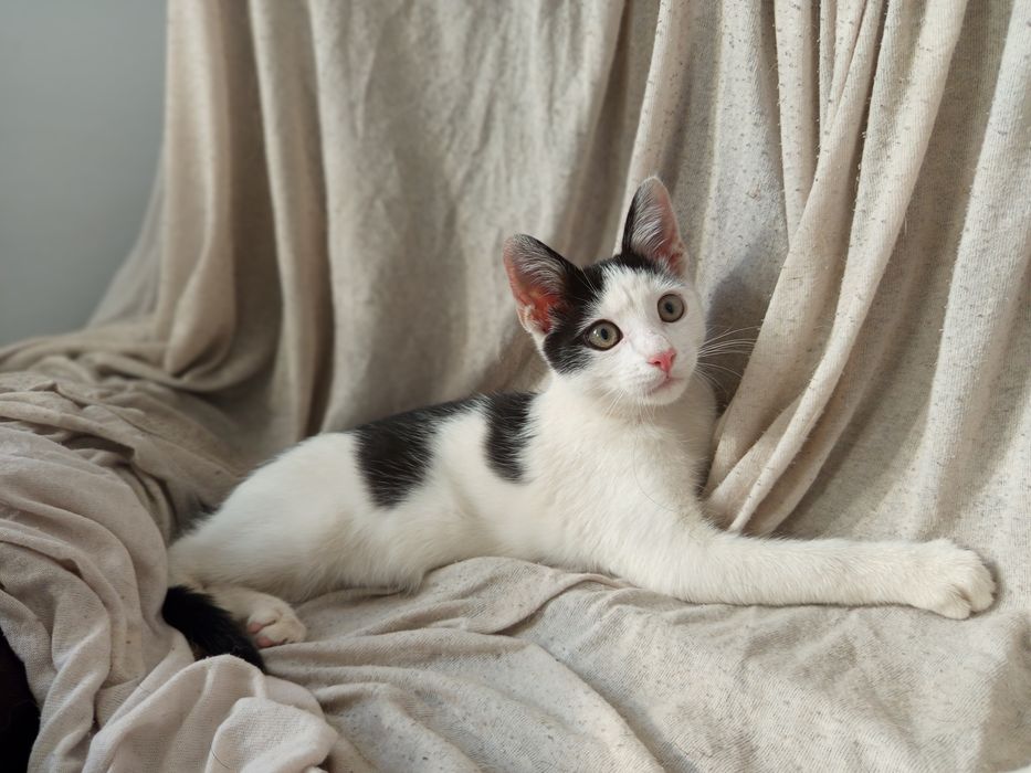 Uroczy kociak szuka domu