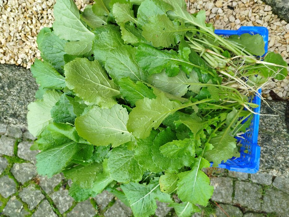 Nabiças apanhadas na hora no campo!