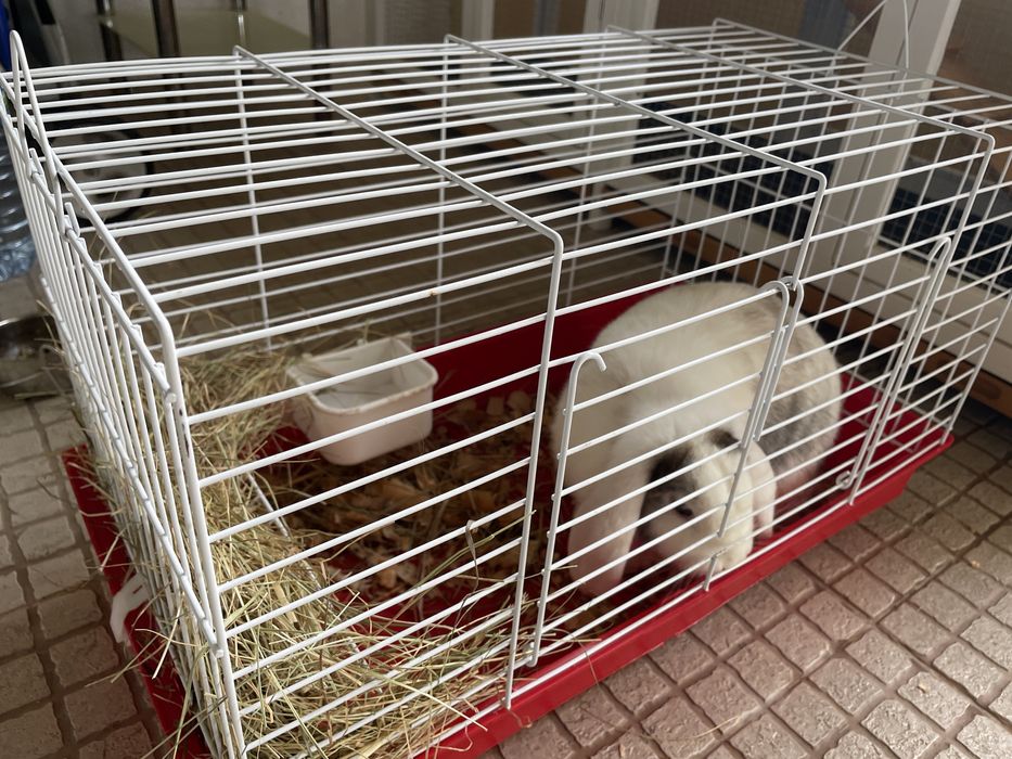 Coelha anã orelhuda com 1 ano e gaiola