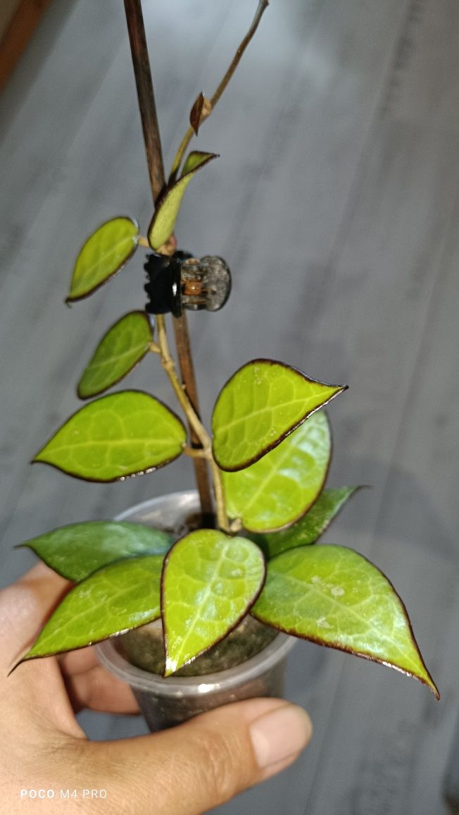 Хойя Verticilata MA07 Black Margin.