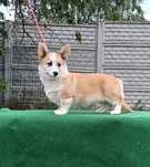 Kochany chłopiec corgi pembroke ZKwP FCI