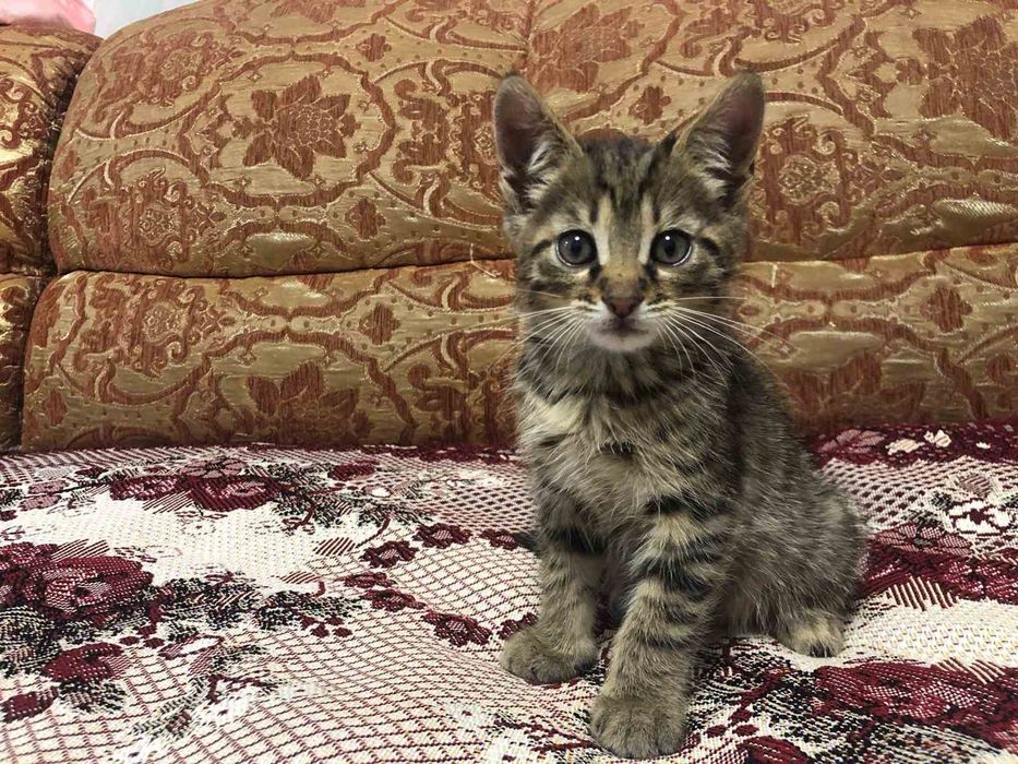 Безкоштовно котик