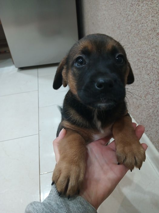 Oddam dwumiesięczne szczeniaki – matka posokowiec bawarski