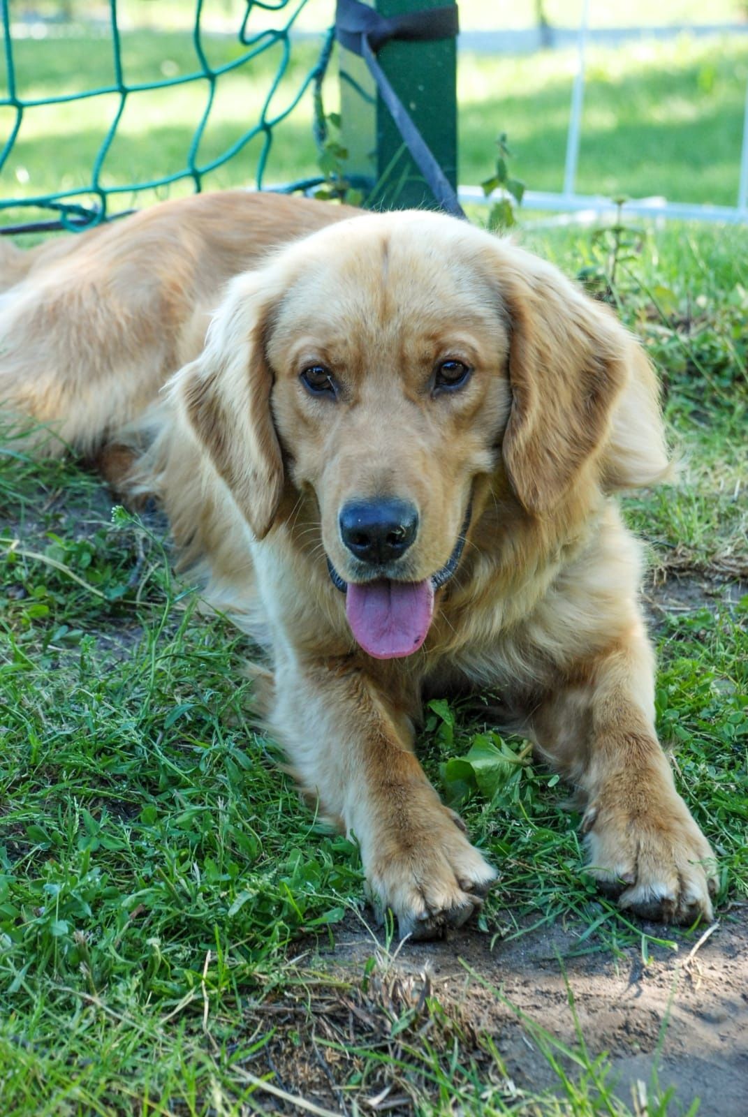 Golden Retriever reproduktor krycie Młodzieżowy Champion Polski