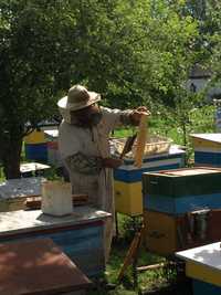 Продам пчелосемьи порода украинская-степная