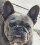 Bulldog Francês Fêmea
