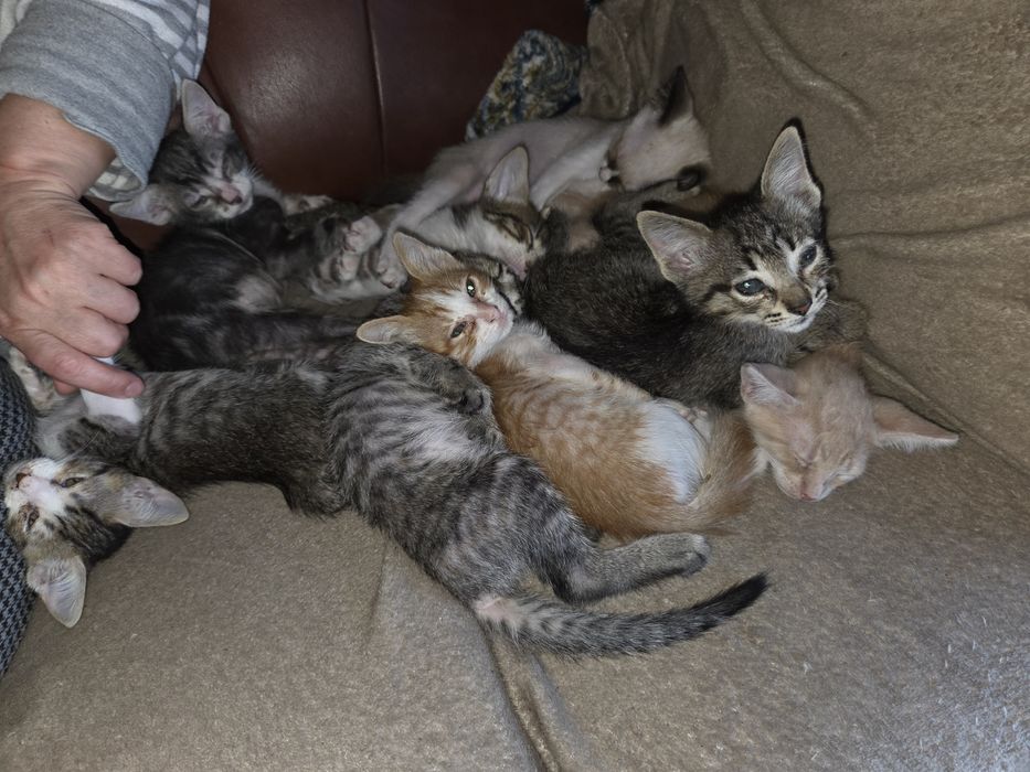 Gatinhos para adoção