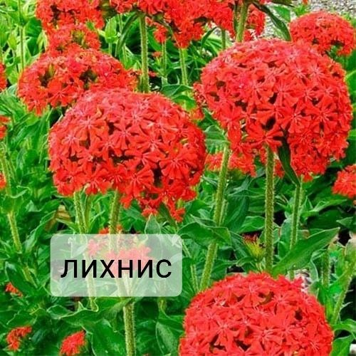 Семена многолетних цветов ( насіння квітів )