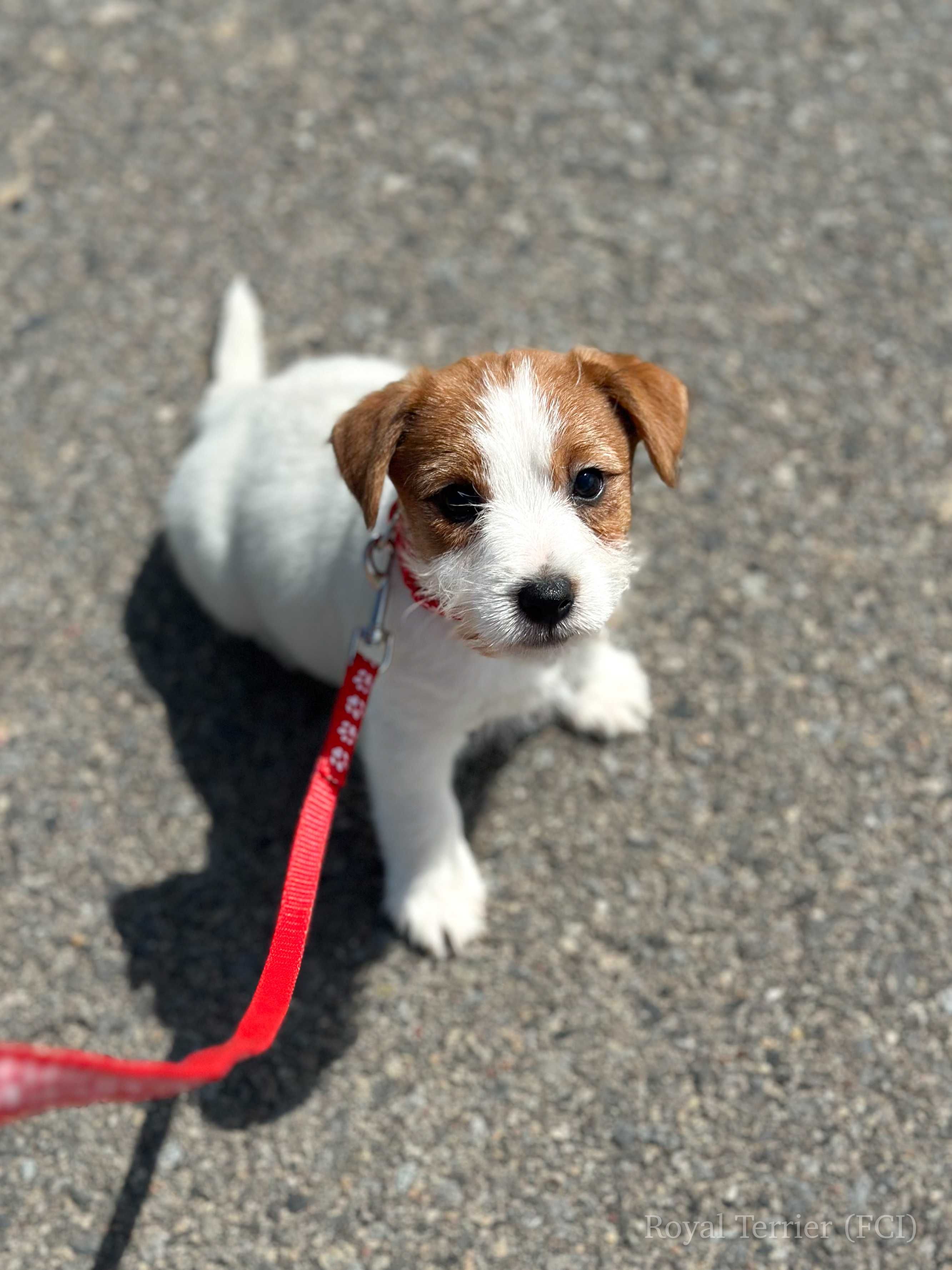 suczka Jack Russell terrier ZKWP/FCI szorstkowłosa