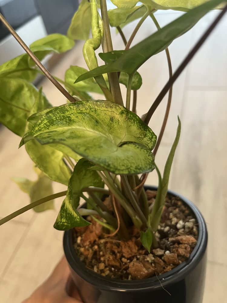 Syngonium, zroślicha