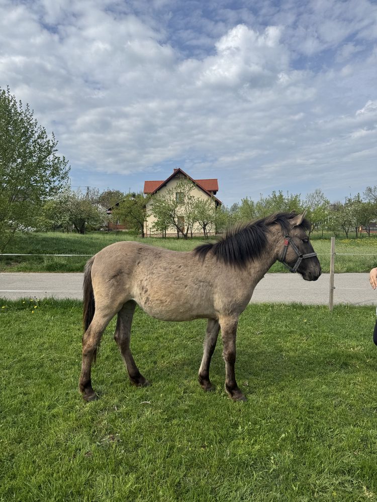 Konik polski - dwuletnia klaczka