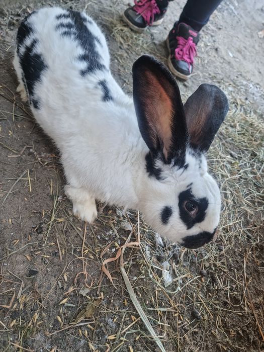 Królik - Belg/Srokacz