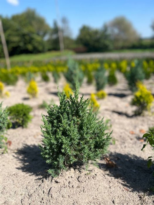 Туя Смарагд Тис Колумна Даніка Міріам Ялівець Кипарисовик