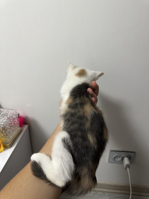 Віддамо кішечку в добрі руки