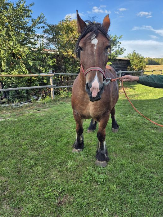 Klacz zimnokrwista źrebna!
