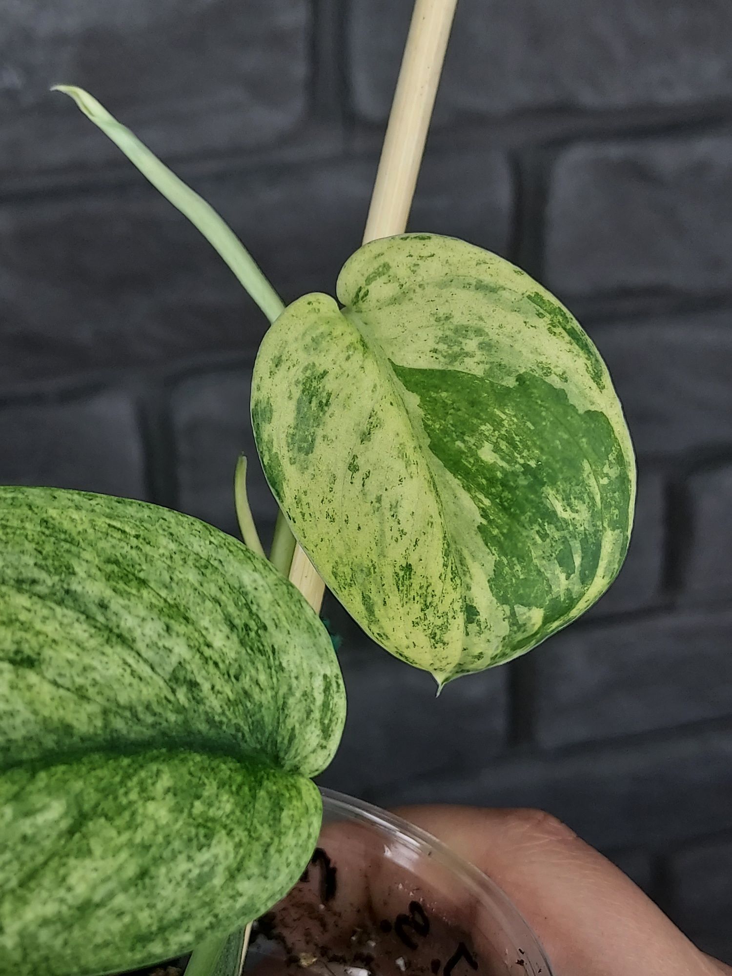 Scindapsus Jade Satin Marble #2