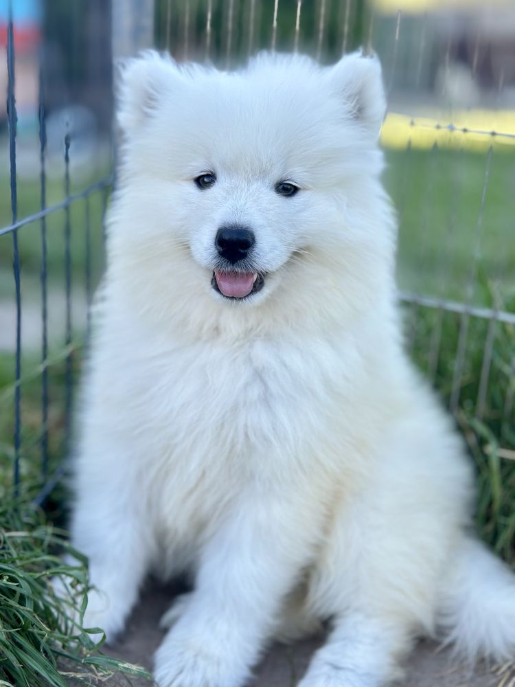Suczka Samoyed - już do odbioru !