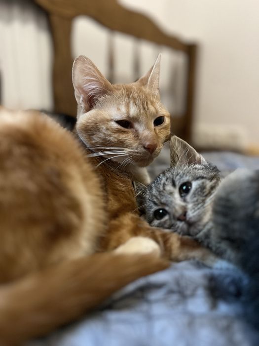 Małe kotki do adocji