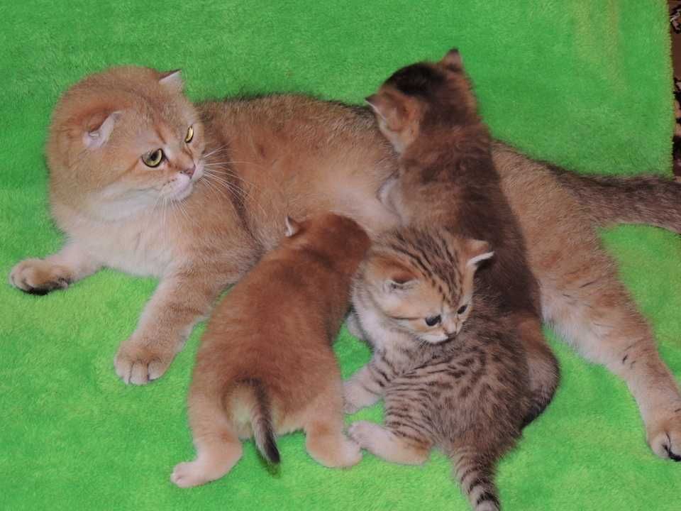 Шотландские котята золотистого окраса