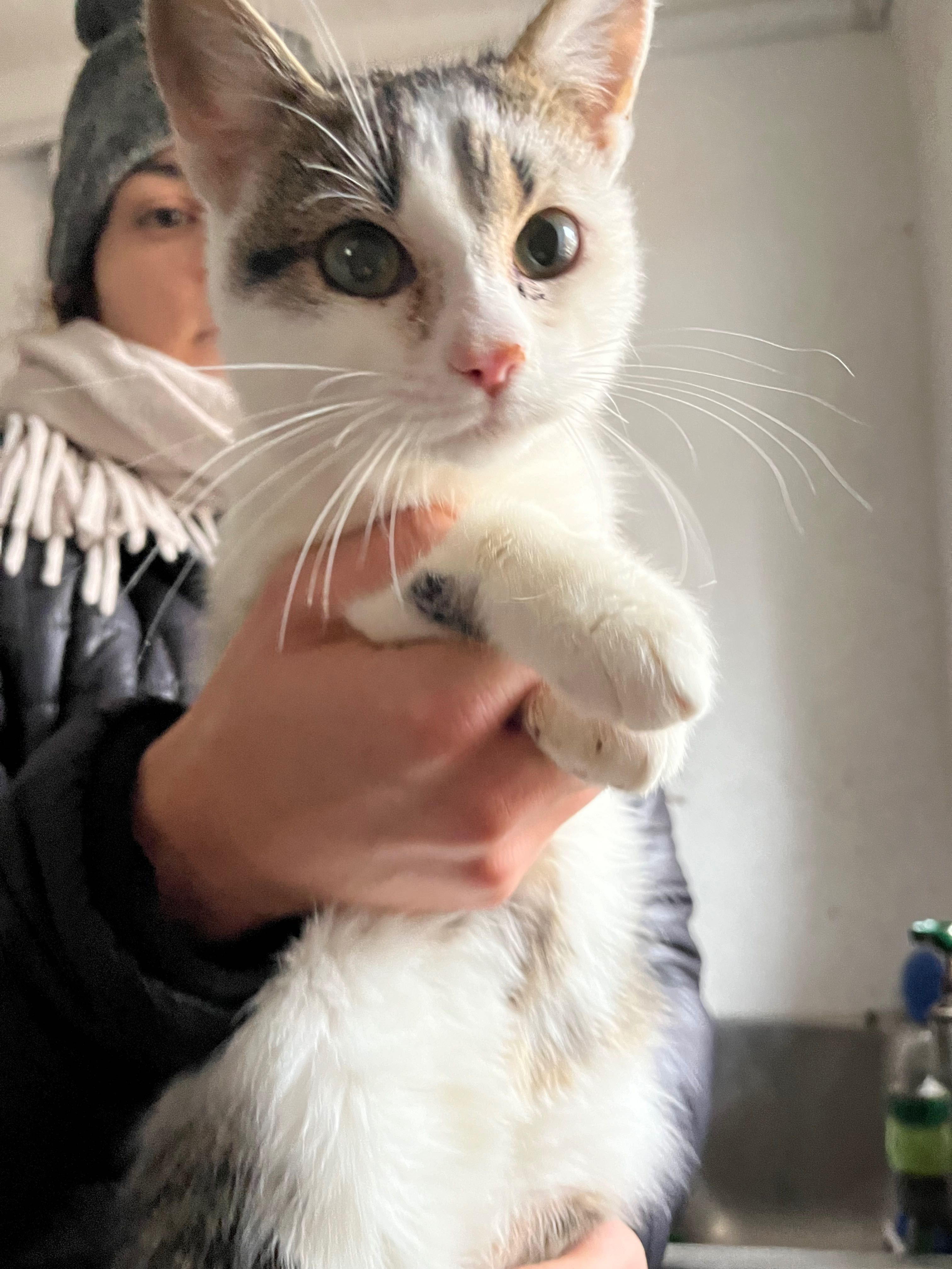 Biała, młoda kotka do adopcji. Elsa szuka domu!