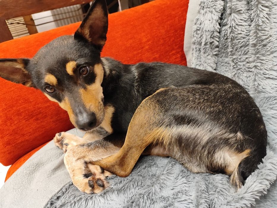 Cudowna suczka szuka domku