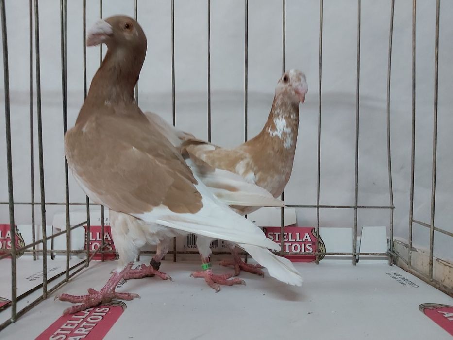 Gołębie Rzeszowskie Żółte