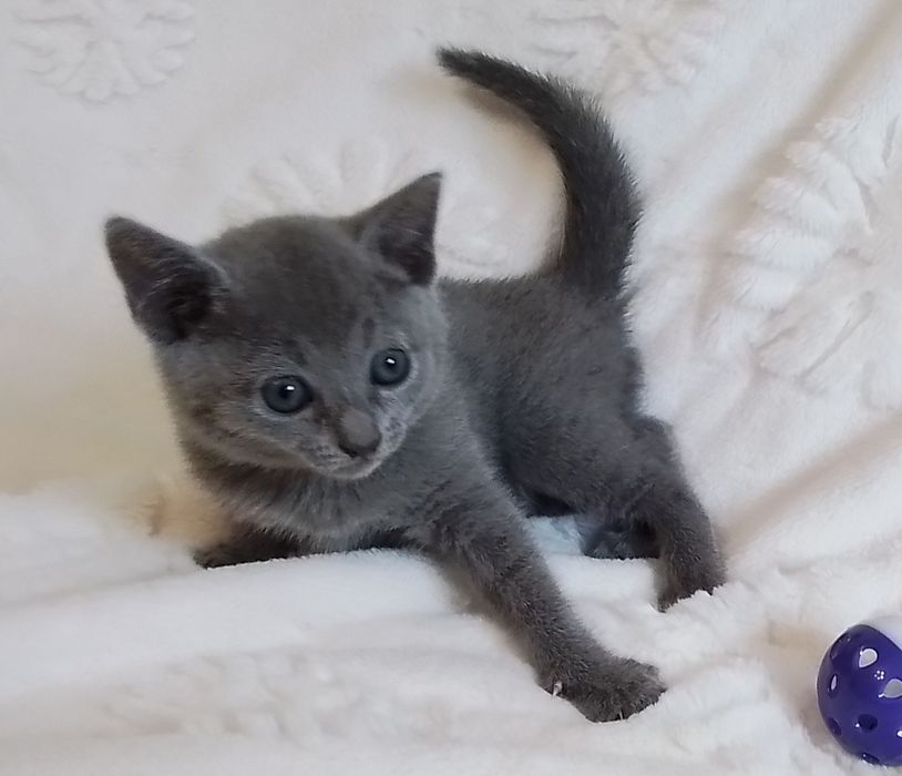 Koteczka rosyjska niebieska FPL/FIFe