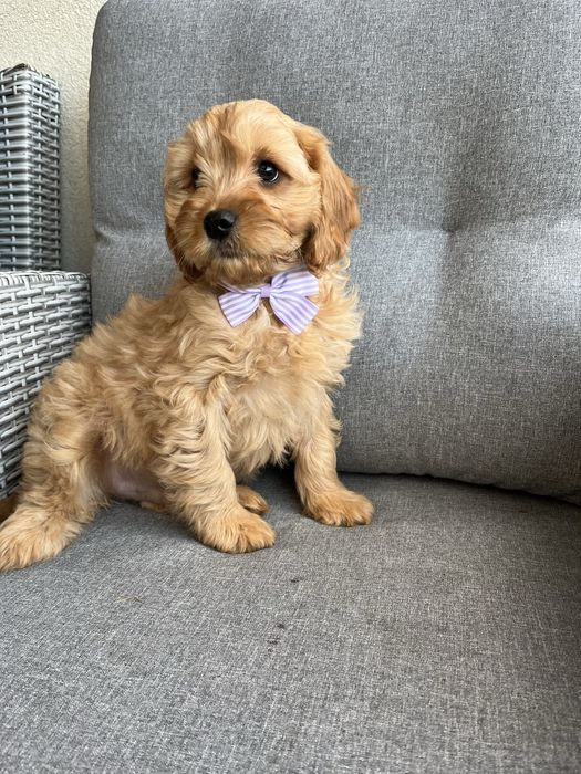 Piesek cavapoo do odbioru