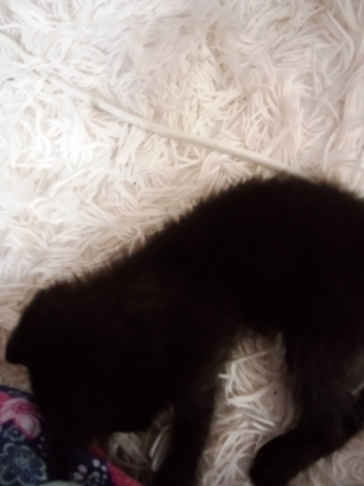 Котята віддам в добрі руки