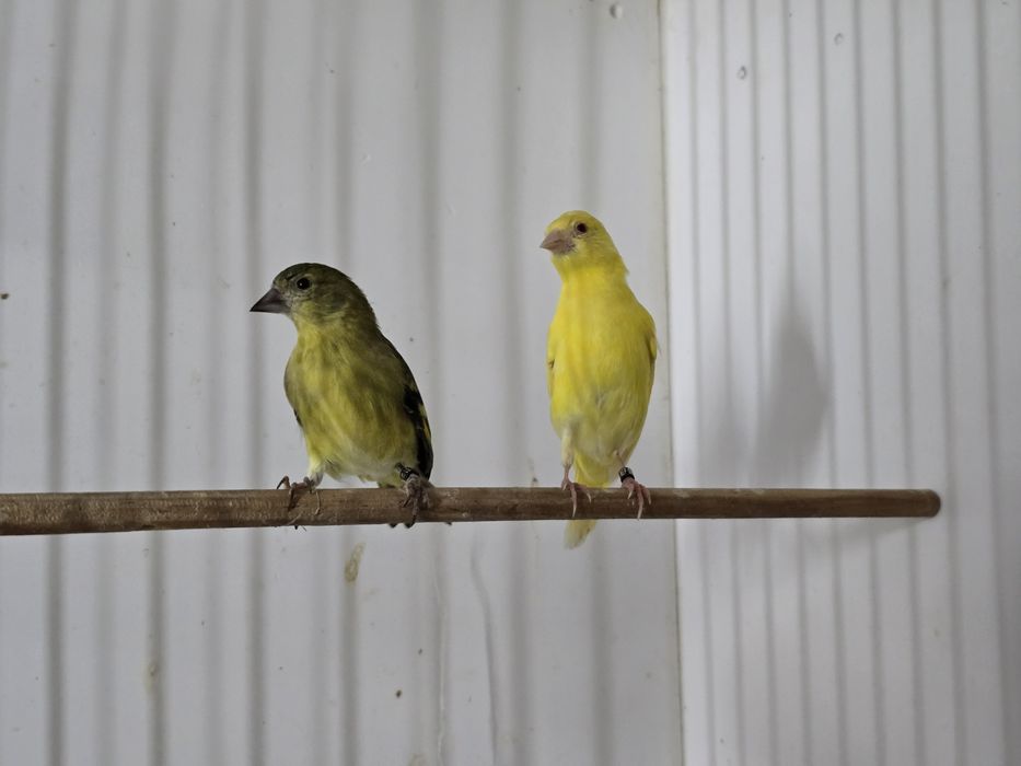 Cardinalitos da Venezuela e Magellanicas