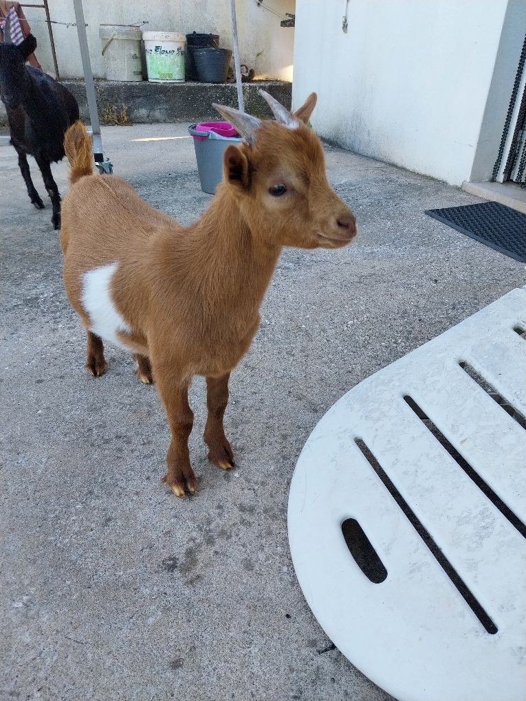 Cabrito anão com 4 meses