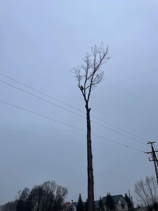 Mulczer wgłębny. Uslugi mulczerem,specjalistyczna wycinka  drzew.