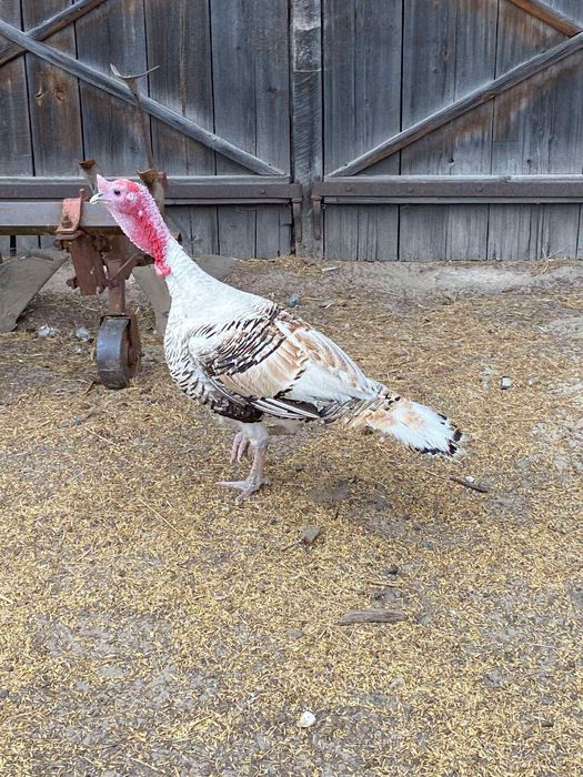 Indor / Drob z 2024r