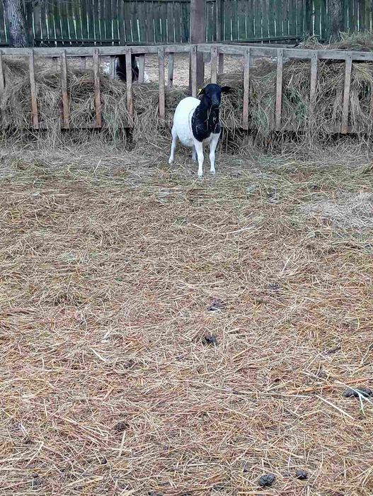 Молодий баранчик Дорпер 3-4 місяці