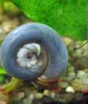 Caracol planorbis azul